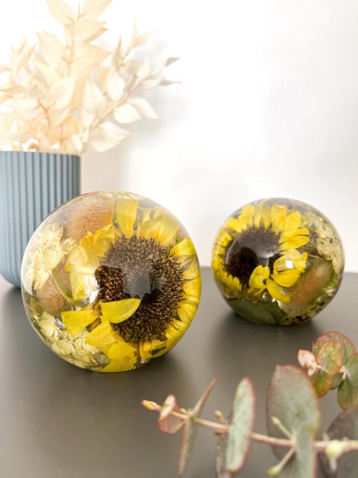 Zwei transparente Kunstharzkugeln mit konservierten Sonnenblumen, auf einer grauen Oberfläche platziert. Die Kugeln enthalten leuchtend gelbe Sonnenblumenblüten mit charakteristischen dunkelbraunen Blütenmitten, umgeben von kleinen hellen Blütenelementen. Im Hintergrund steht eine blaugraue geriffelte Vase mit getrockneten cremefarbenen Blättern. Im Vordergrund sind zarte Eukalyptuszweige mit rötlich schimmernden Blättern zu sehen. Die Kunstharzkugeln dienen als dekorative Elemente zur dauerhaften Bewahrung natürlicher Blüten für die Heimdekoration.